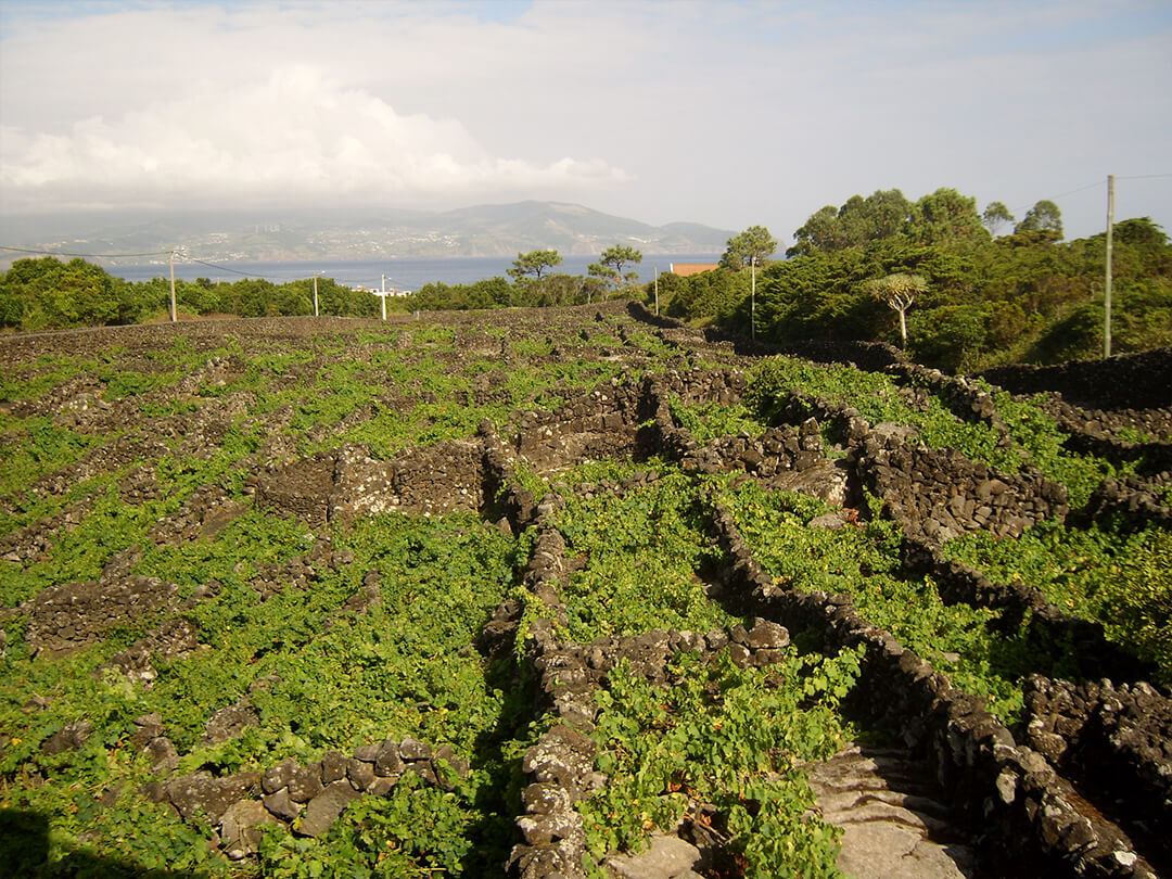 Vila das Vinhas